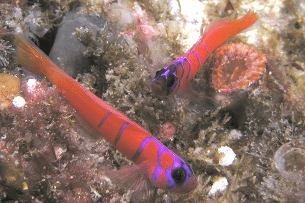 Lythrypnus dalli- hermaphrodite