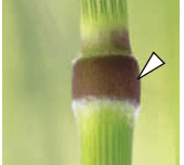 Macroscopic aspect of intercalary meristems in angiosperms