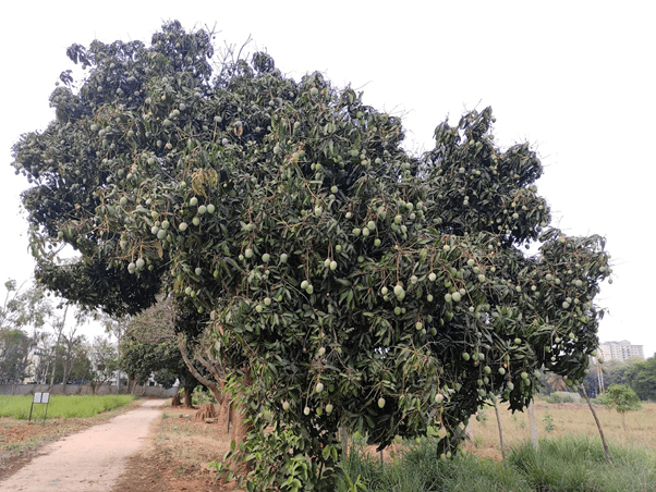 Mango tree - photo by Akanksha Saxena