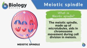 Meiotic spindle definition and example