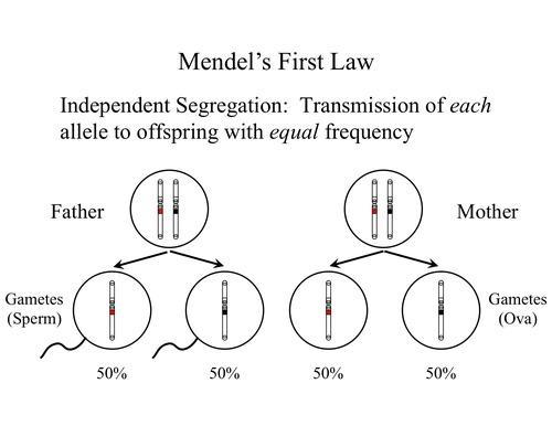 Mendel's first law