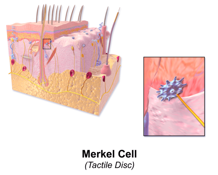 Merkel Cell diagram