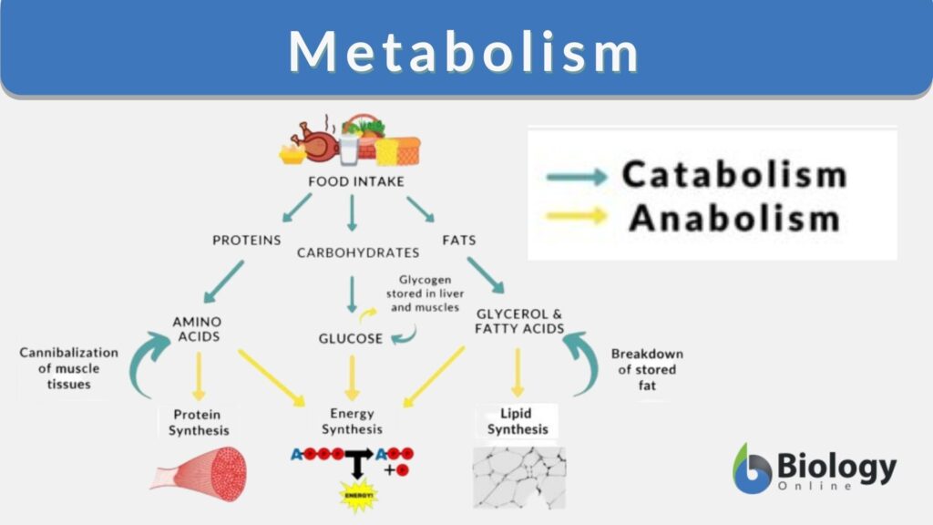 Metabolism Definition and Examples Biology Online Dictionary
