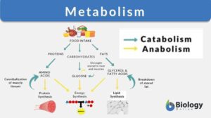 Metabolism definition