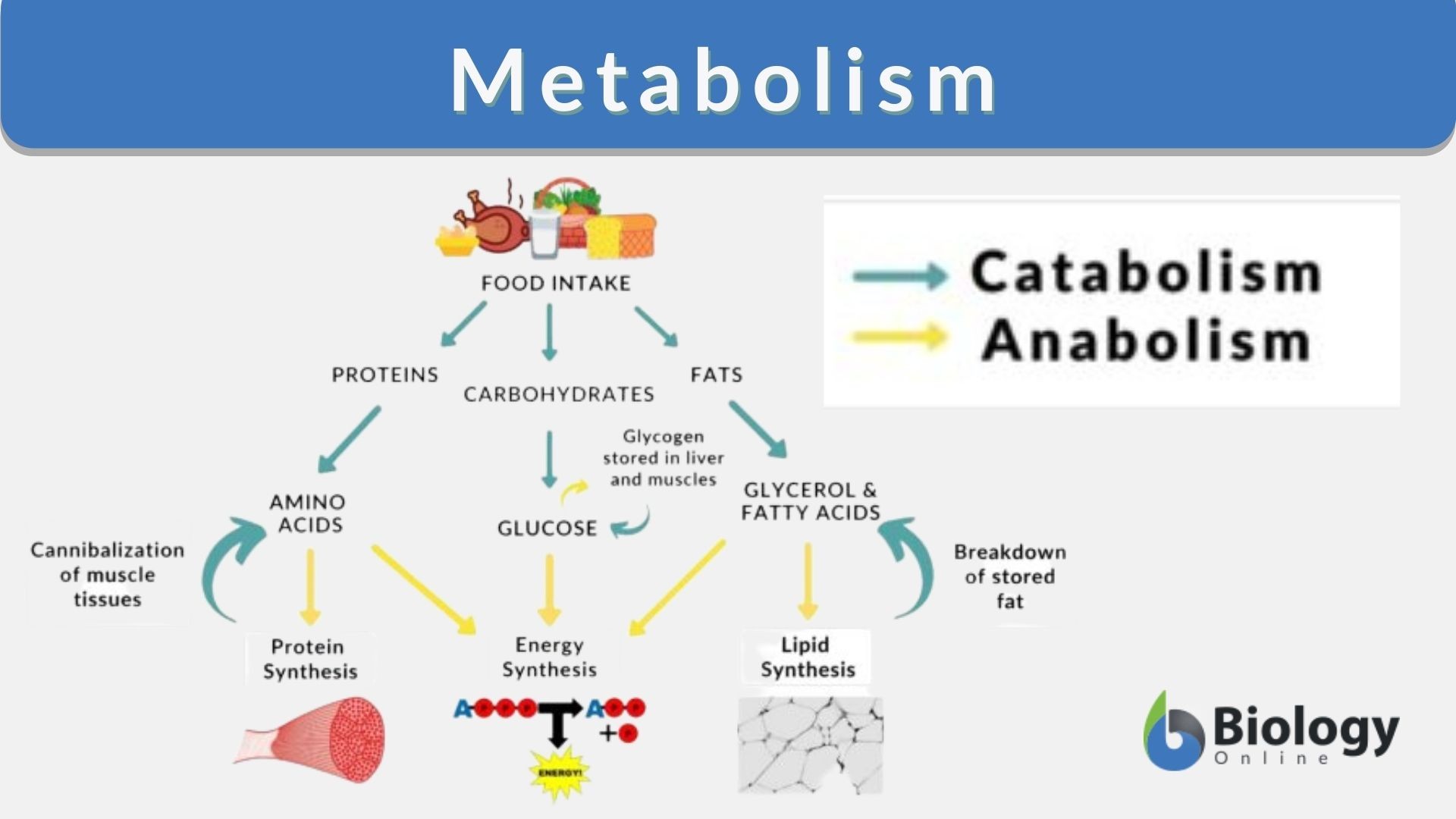 define homeostasis and metabolism and describe their differences
