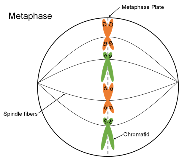 What Is Cell Plate Simple Definition At Lucy Sutcliffe Blog