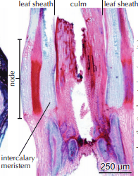 Microscopic aspect of intercalary meristems in angiosperms