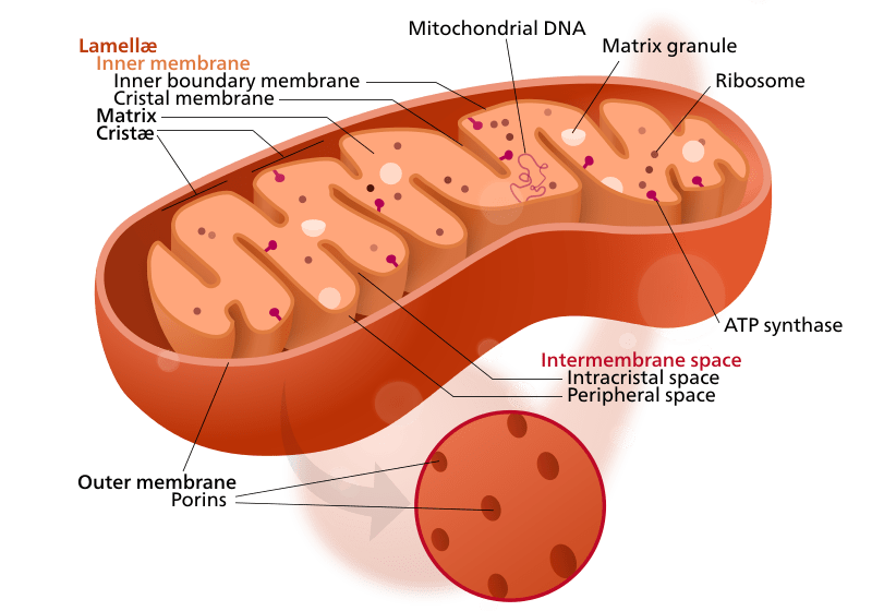 Mitochondrial matrix