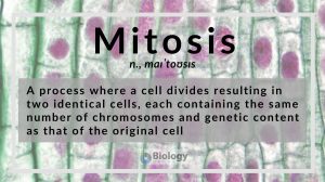 Mitosis definition