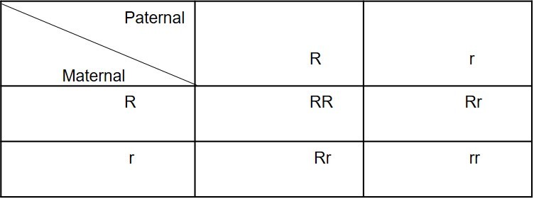 Monohybrid cross - Punnet Square example