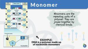 Monomer definition and example