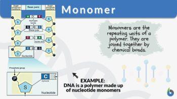 Monomer definition and example