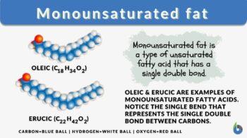 Monounsaturated fat definition and example
