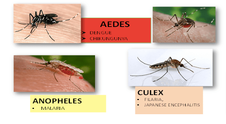 Mosquito species involved in spreading human diseases