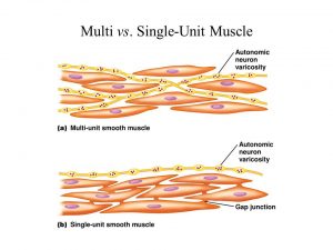 Multiunit and single-unit smooth muscles