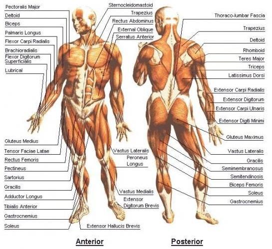 Muscle chart showing the muscular system labeled