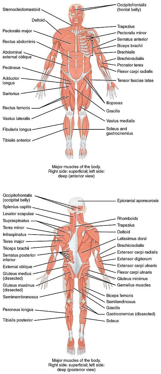 Muscles of the body diagram