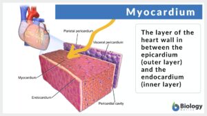 Myocardium definition