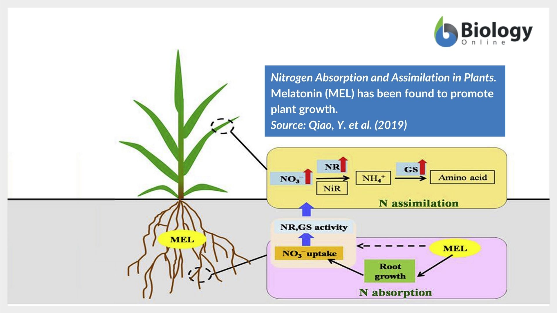 Assimilation Definition And Examples Biology Online Dictionary assimilation-definition-and-examples-biology-online-dictionary