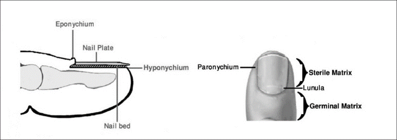 Nail anatomy showing the eponychium