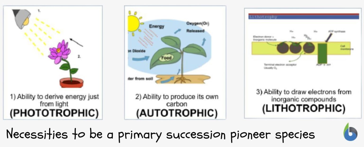 Pioneer species Definition and Examples Biology Online Dictionary