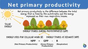 Net primary productivity definition and example