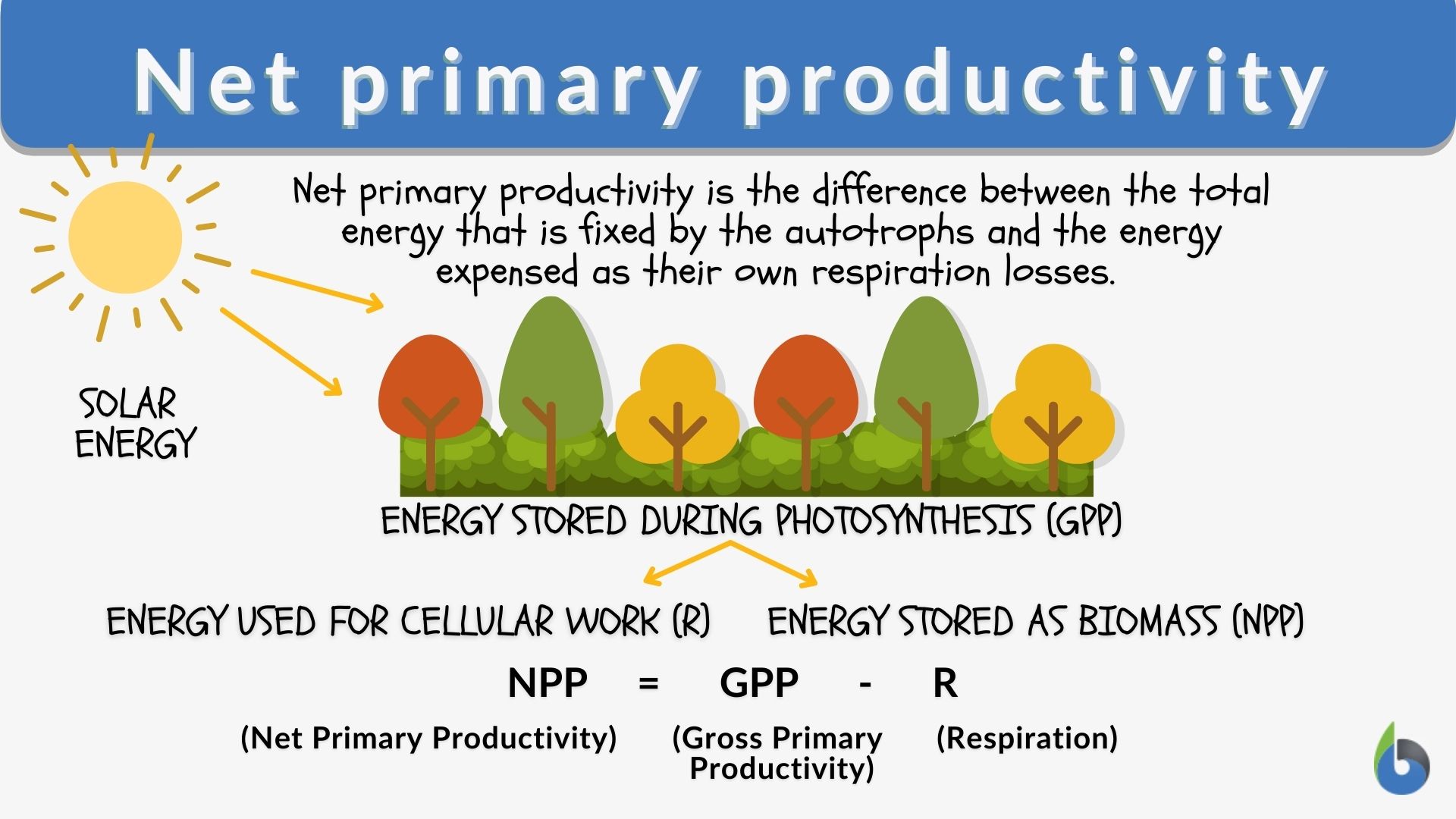 Net primary productivity - Definition and Examples - Biology