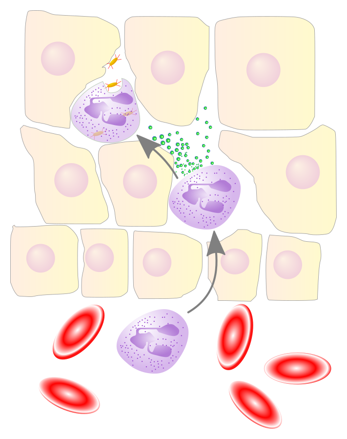 Neutrophile migration