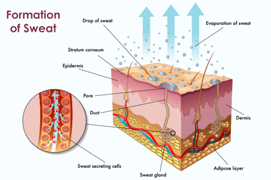 Normal physiology of sweat formation and sweat glands