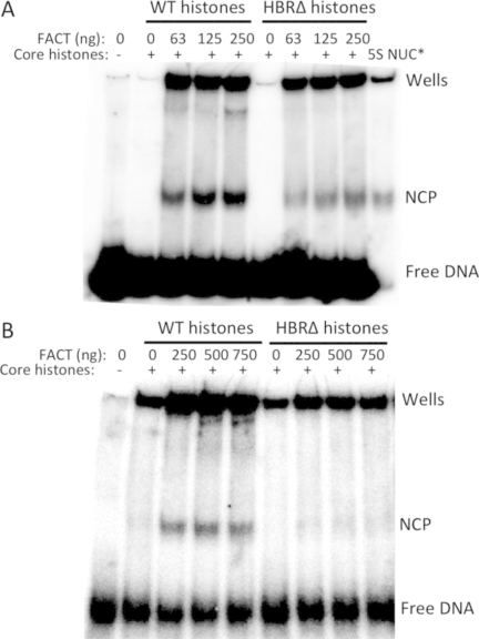 Nucleosome assembly in vitro