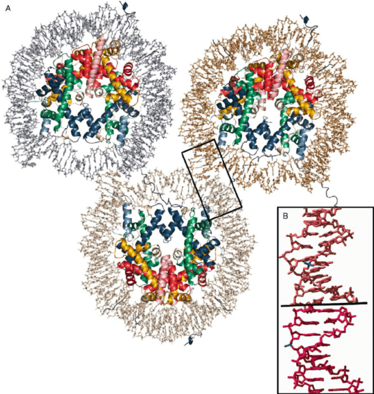 Nucleosome core particle