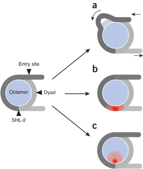 Nucleosome sliding