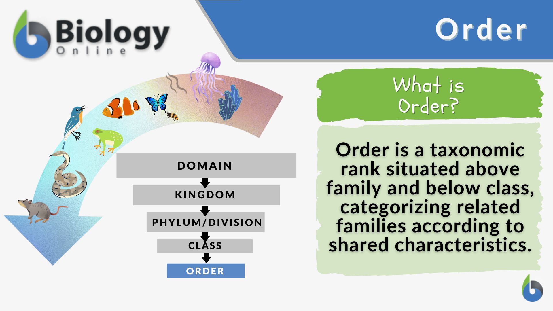 Order definition and examples biology online dictionary