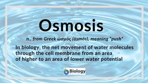 Osmosis definition