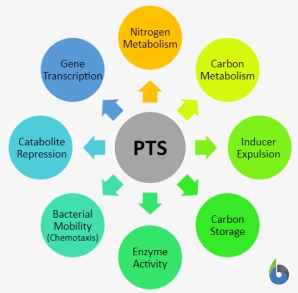 PTS Transport system in prokaryotes