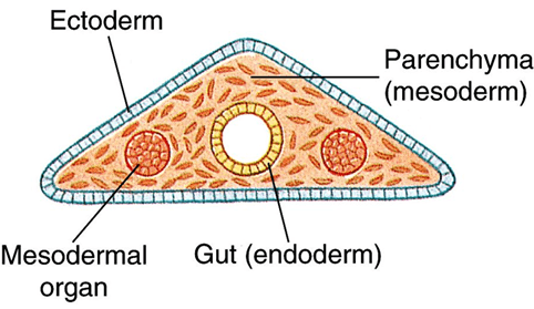 Parenchyma in invertebrates