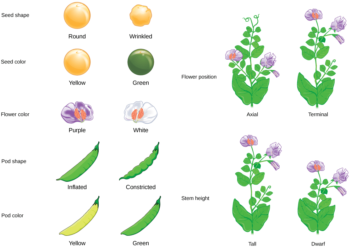 Pea plant traits