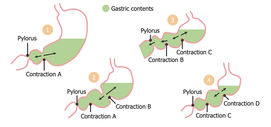 Peristaltic movement through stomach to intestine