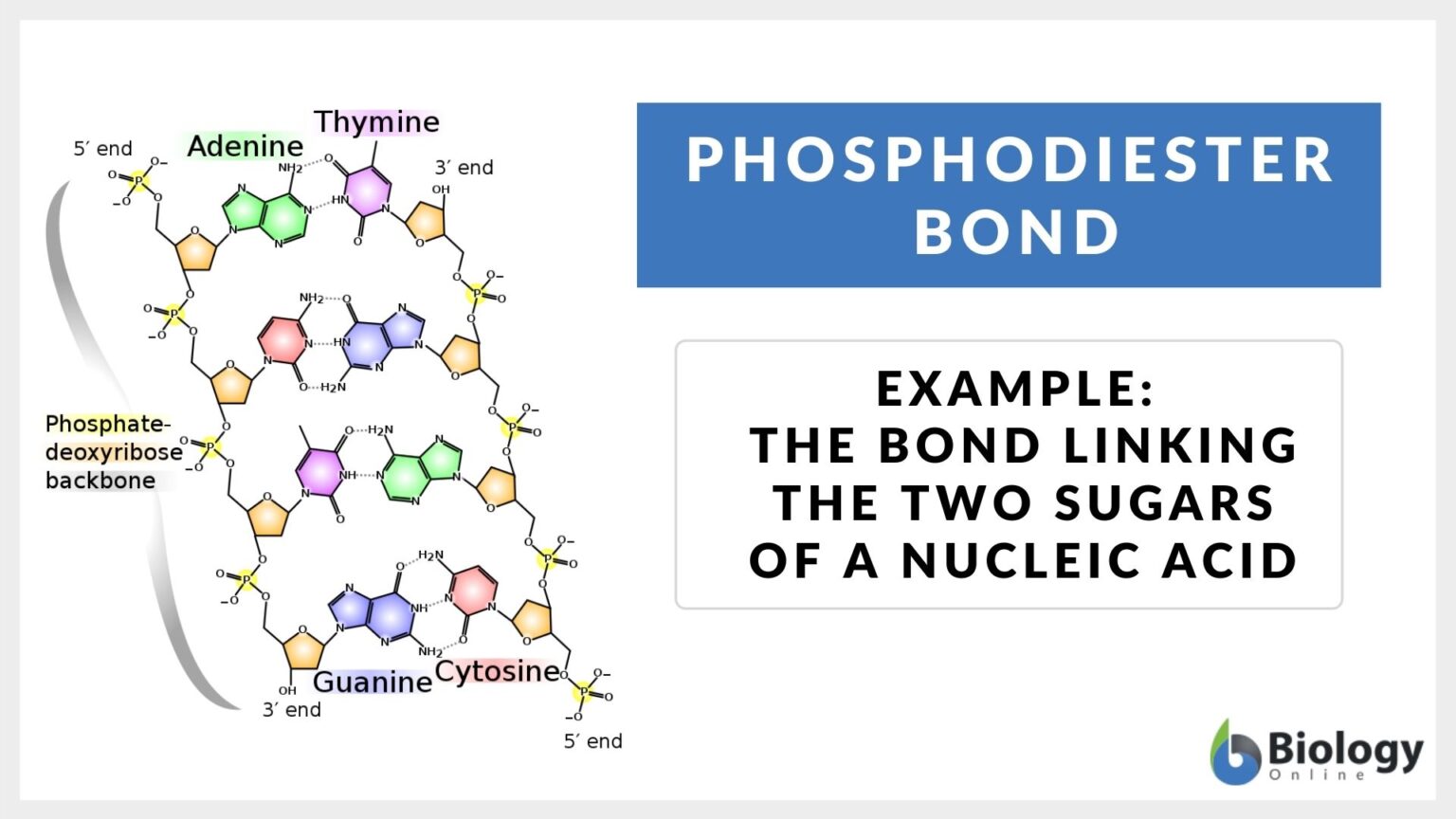 Phosphodiester bond Definition and Examples Biology Online Dictionary
