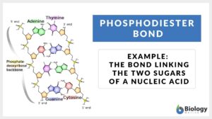Phosphodiester bond definition