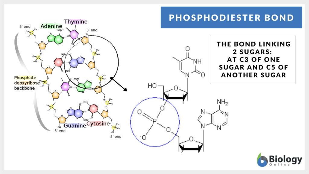 Phosphodiester bond in nucleic acid - diagram