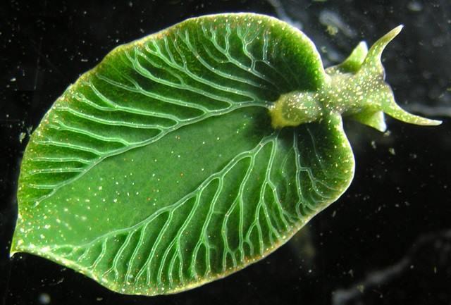Photosynthetic slug
