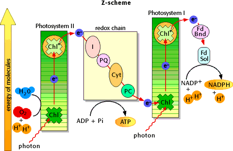 Photosystem I and Photosystem II (Biology.arizona, 2018)