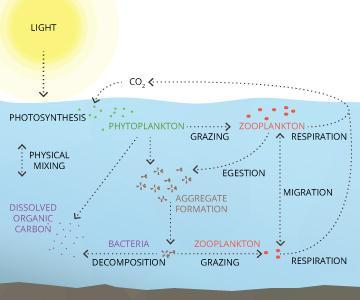 Phytoplanktons role in aquatic ecosystems diagram
