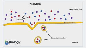 Pinocytosis definition