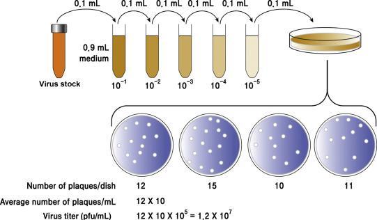 Plaque assay method