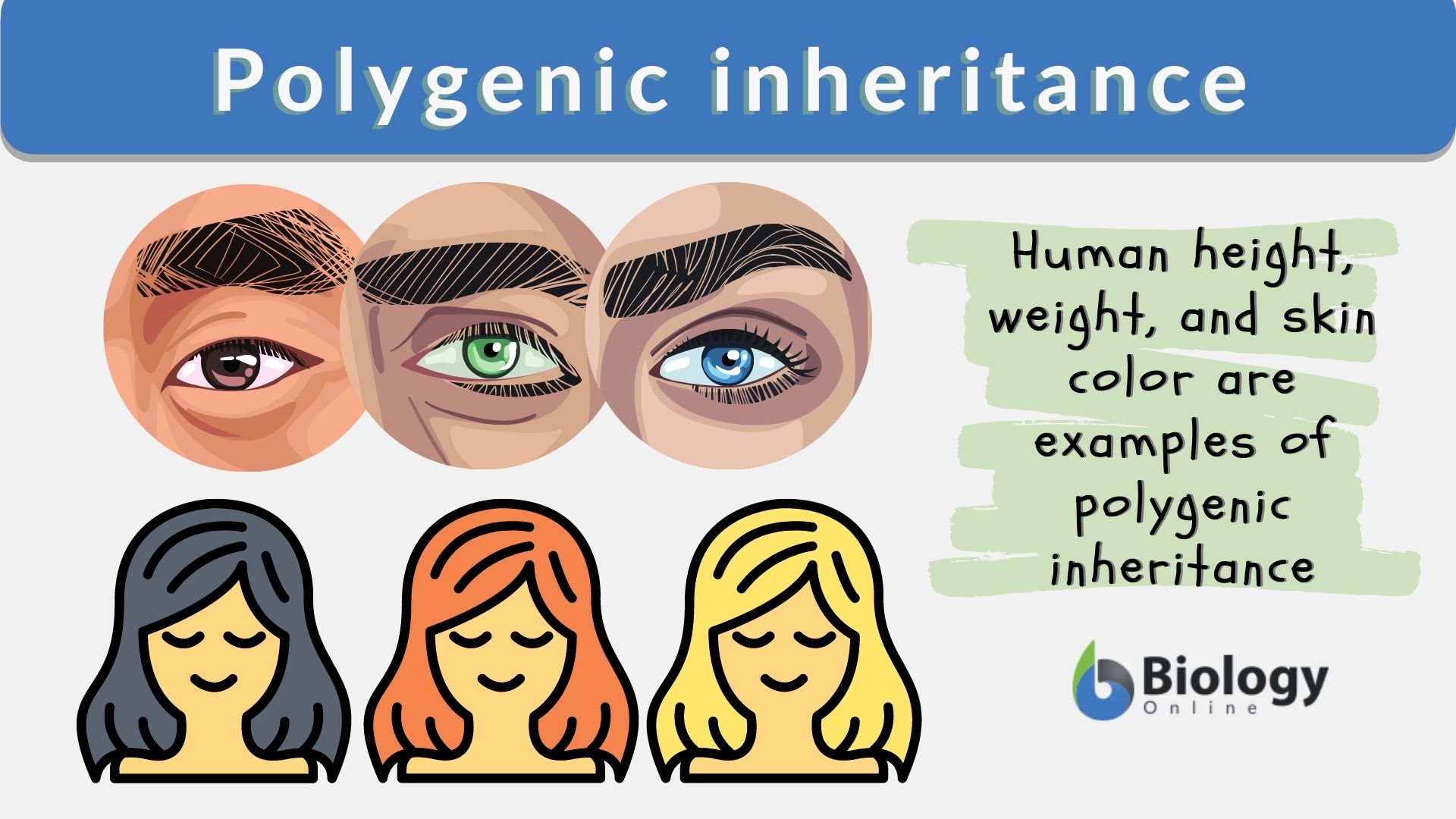 examples of polygenic traits in humans