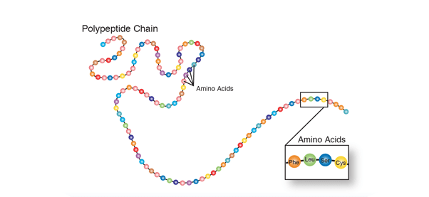 Polypeptide Sequences