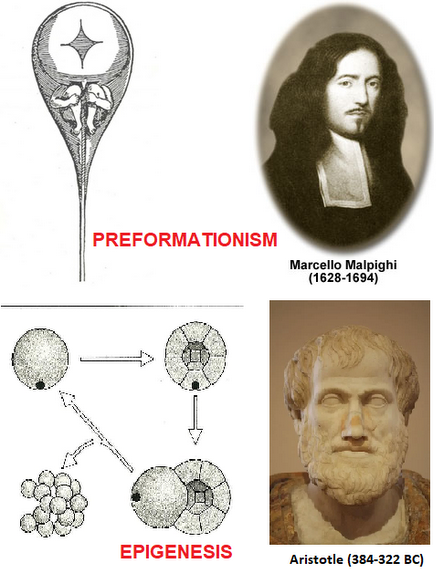 Preformationism and epigenesis