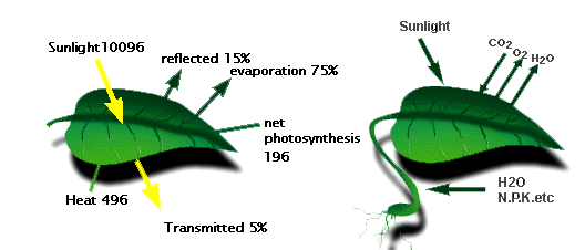 Primary production and sunlight use of plants